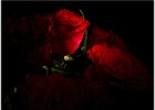 Roses by Torch Light